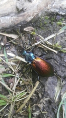 Carabus hispanus