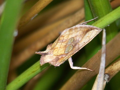 Plusia festucae
