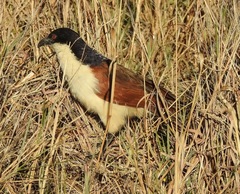 Centropus cupreicaudus