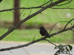 Pyrocephalus rubinus obscurus