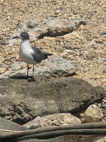 Caribbean Laughing Gull