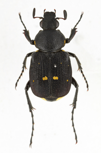 Paratrichius diversicolor