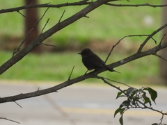 Pyrocephalus rubinus obscurus