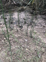 Equisetum laevigatum