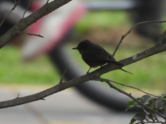 Pyrocephalus rubinus obscurus