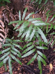 Acrostichum danaeifolium