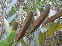 Acrostichum danaeifolium