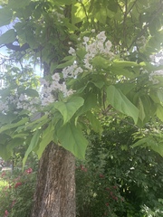 Catalpa