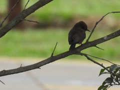 Pyrocephalus rubinus obscurus
