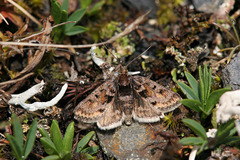 Metaxmeste schrankiana