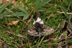 Metaxmeste schrankiana