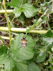 Volucella bombylans