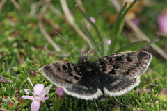 Metaxmeste schrankiana