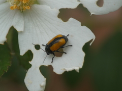 Cryptocephalus marginatus
