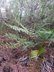 Acrostichum danaeifolium