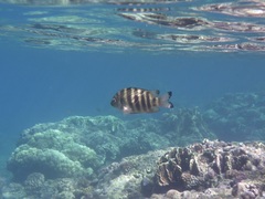 Abudefduf septemfasciatus