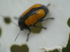Cryptocephalus marginatus