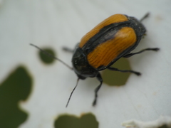 Cryptocephalus marginatus