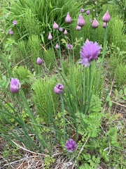 Allium schoenoprasum
