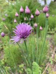 Allium schoenoprasum