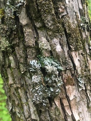 Physconia subpallida