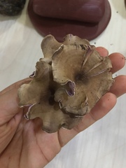 Trogia cantharelloides