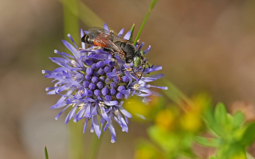 Tachytes panzeri