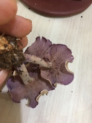 Trogia cantharelloides