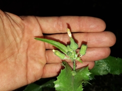 Sonchus oleraceus image