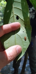 Abscondita terminalis