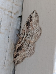 Costaconvexa