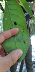 Abscondita terminalis