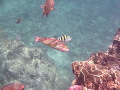 Thalassoma quinquevittatum