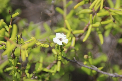 Bourreria tomentosa