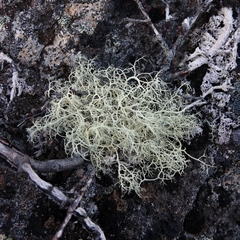 Alectoria ochroleuca