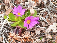 Primula cuneifolia