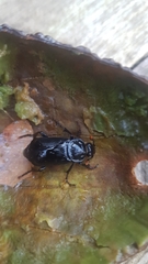 Nicrophorus humator