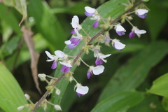 Sohmaea laxiflora