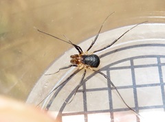 Protolophus niger