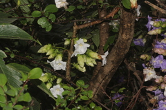 Strobilanthes callosa