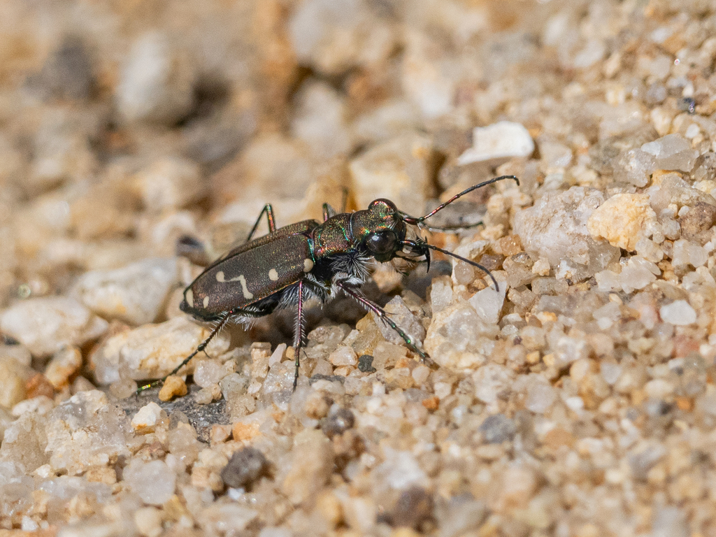 Western Tiger Beetle