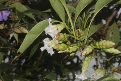 Strobilanthes callosa