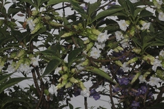 Strobilanthes callosa