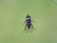 Chrysotus gramineus