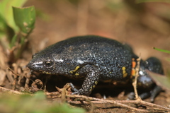 Surinam Oval Frog photo 4