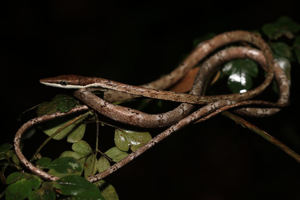Rutherford's Vine Snake from Matoury 97351, Guyane française on August ...