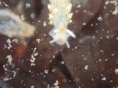Diaphoreolis flavovulta