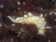 Diaphoreolis flavovulta