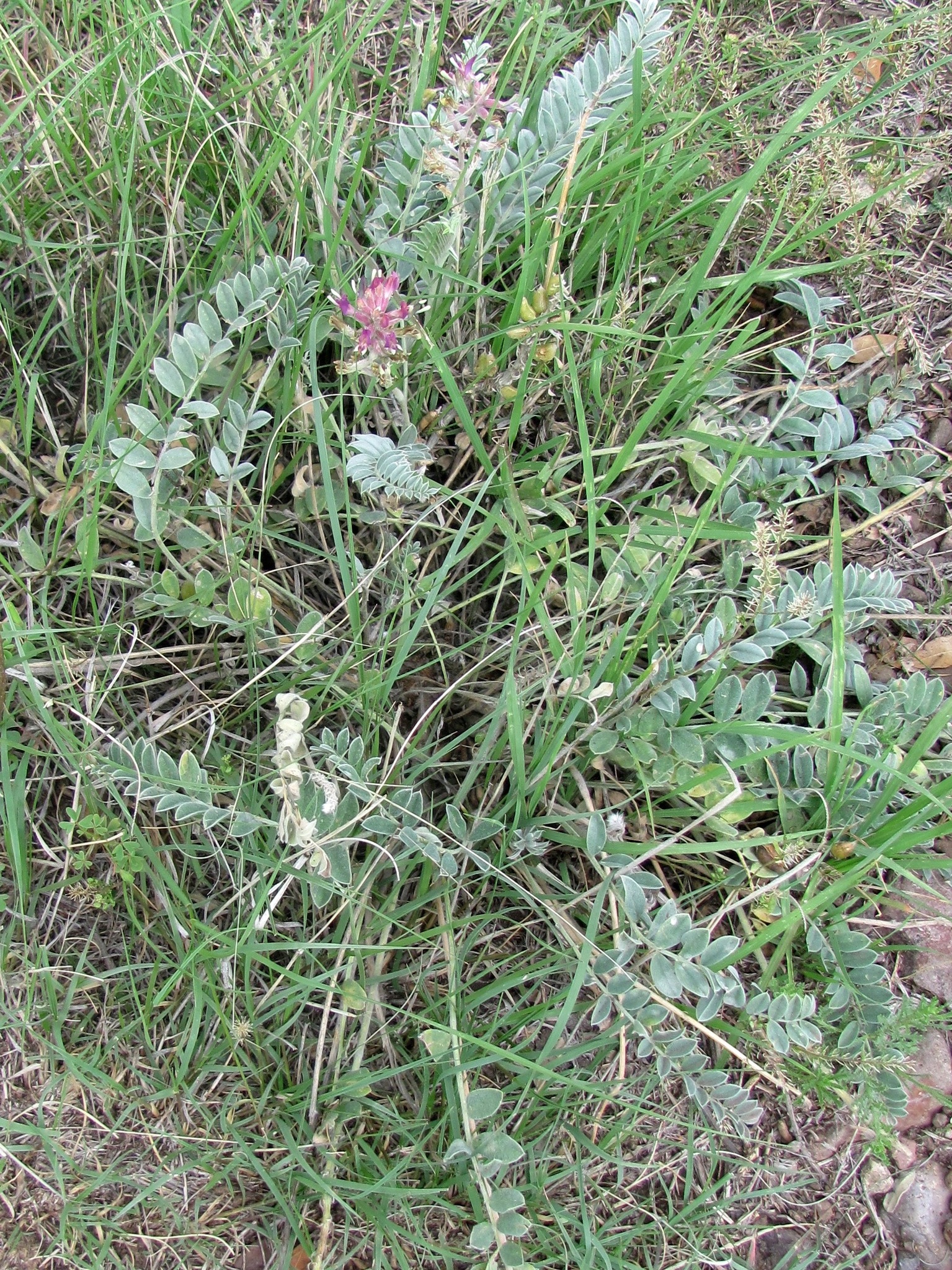 Astragalus mollissimus var. earlei