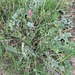 Astragalus mollissimus earlei - Photo (c) Chuck Sexton,  זכויות יוצרים חלקיות (CC BY-NC), uploaded by Chuck Sexton